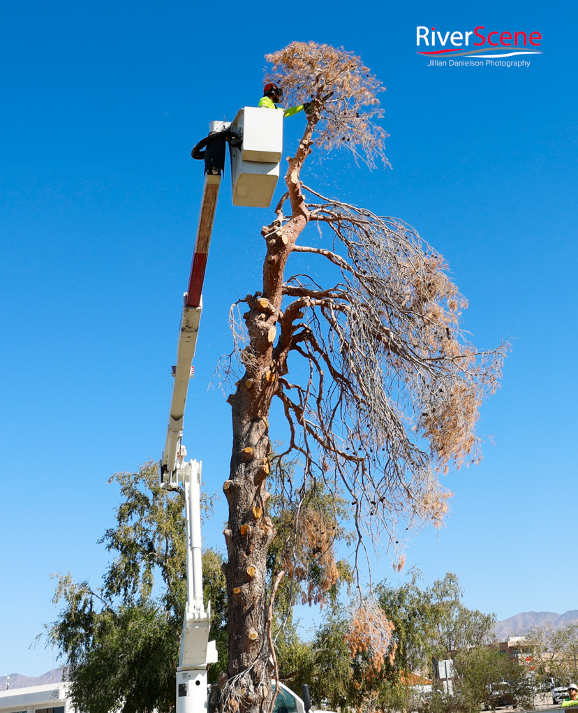 Christmas Tree Wheeler Park RiverScene Magazine Jillian Danielson Photography Havasu Pioneers Parks and Recreation Lake Havasu 