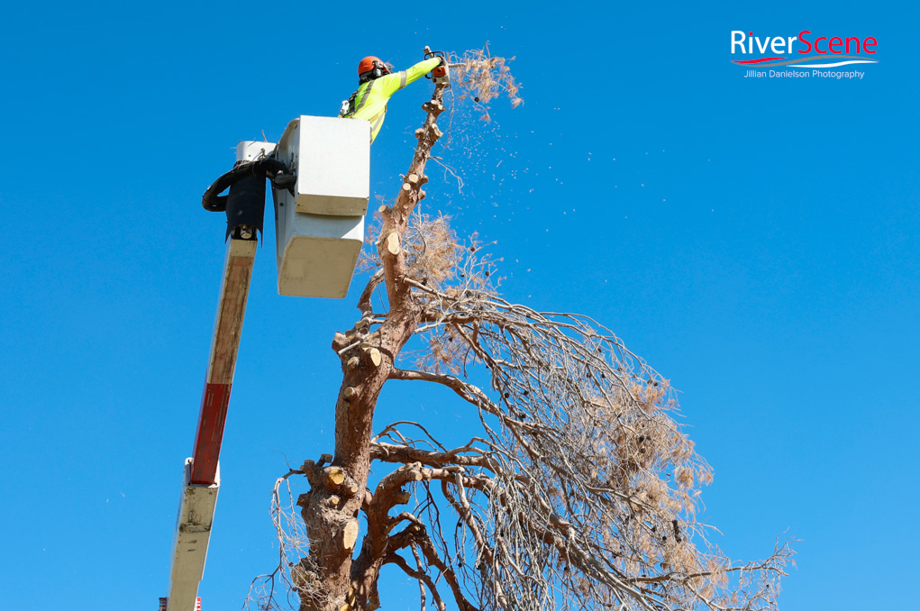 Christmas Tree Wheeler Park RiverScene Magazine Jillian Danielson Photography Havasu Pioneers Parks and Recreation Lake Havasu 
