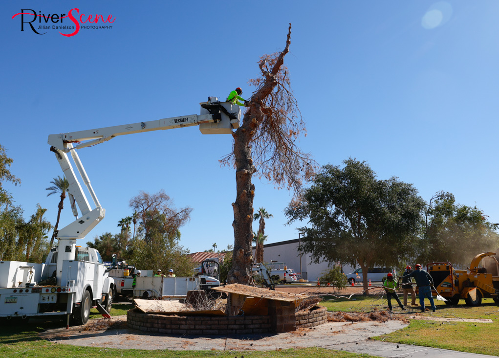 Christmas Tree Wheeler Park RiverScene Magazine Jillian Danielson Photography Havasu Pioneers Parks and Recreation Lake Havasu 