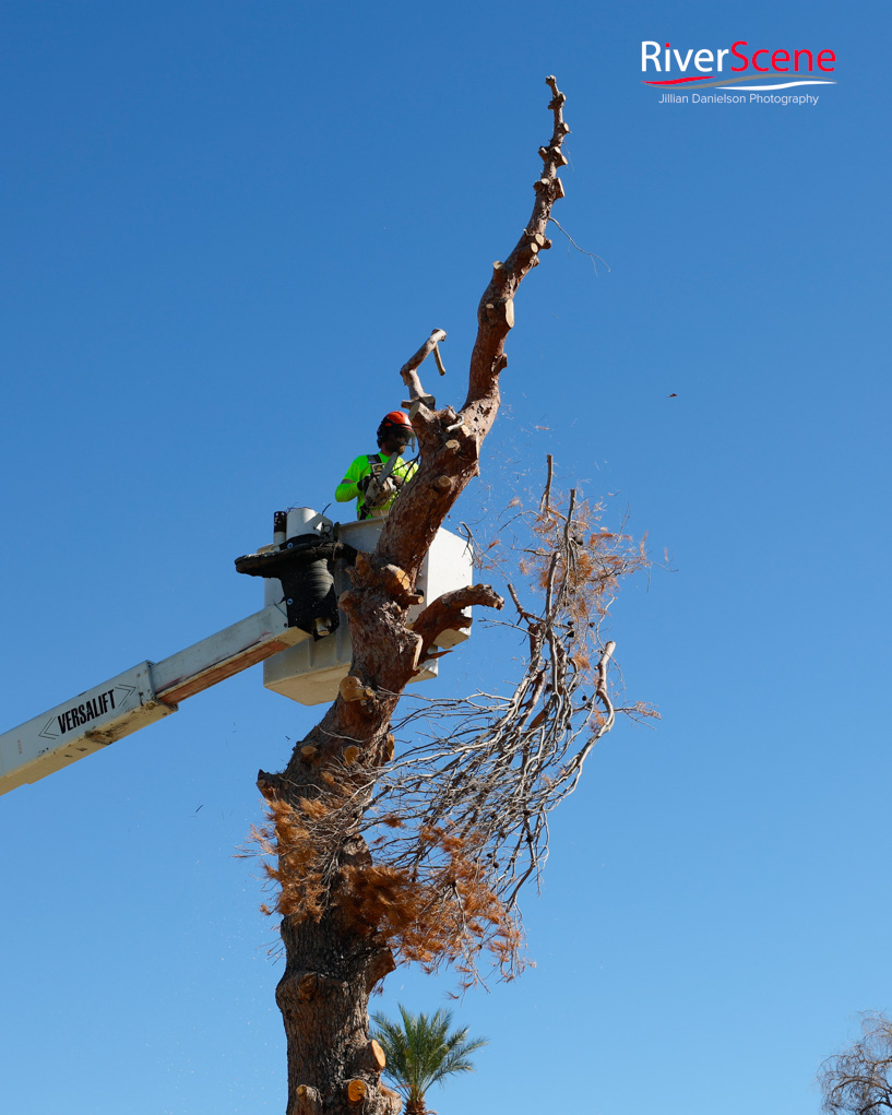 Christmas Tree Wheeler Park RiverScene Magazine Jillian Danielson Photography Havasu Pioneers Parks and Recreation Lake Havasu 
