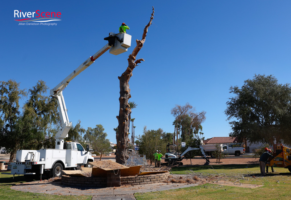 Christmas Tree Wheeler Park RiverScene Magazine Jillian Danielson Photography Havasu Pioneers Parks and Recreation Lake Havasu 