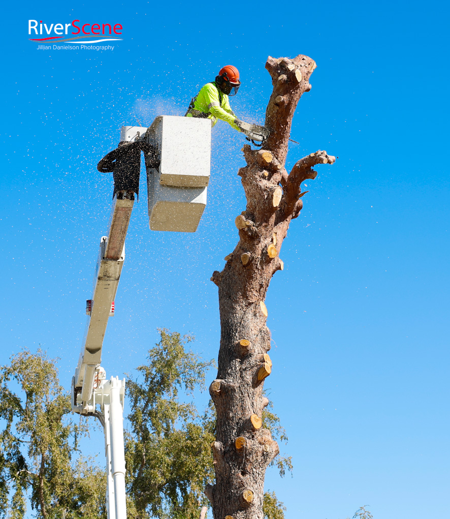 Christmas Tree Wheeler Park RiverScene Magazine Jillian Danielson Photography Havasu Pioneers Parks and Recreation Lake Havasu 