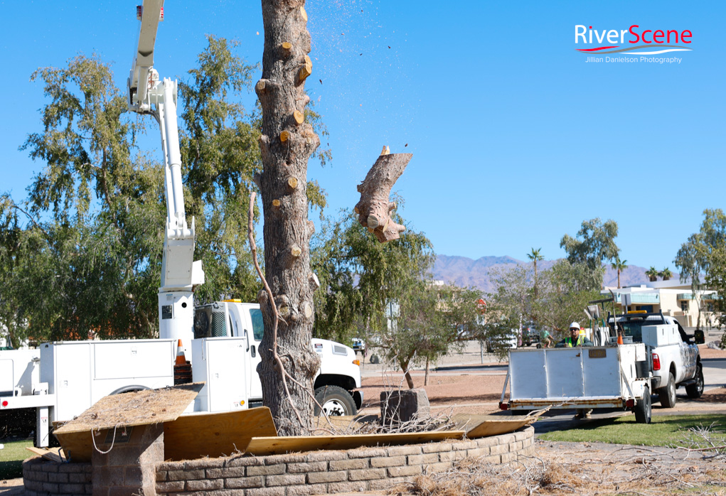 Christmas Tree Wheeler Park RiverScene Magazine Jillian Danielson Photography Havasu Pioneers Parks and Recreation Lake Havasu 