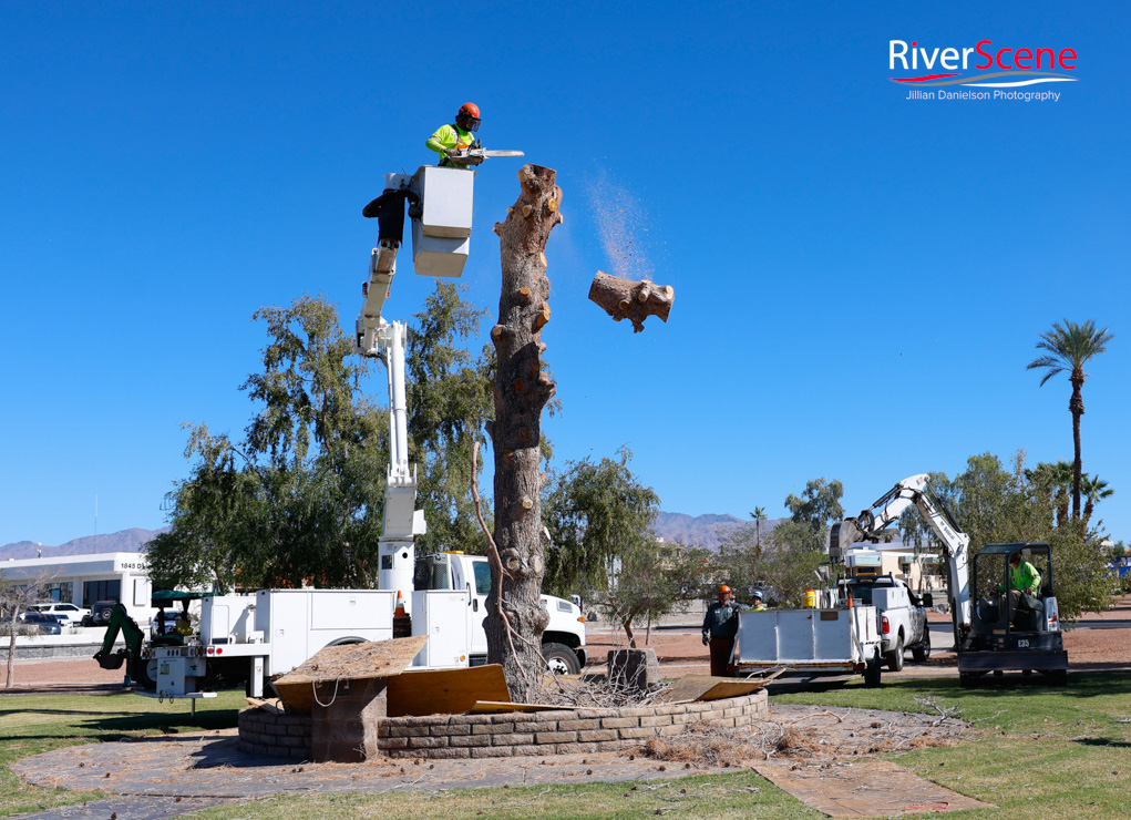 Havasu’s Community Wheeler Park Tree Celebrated