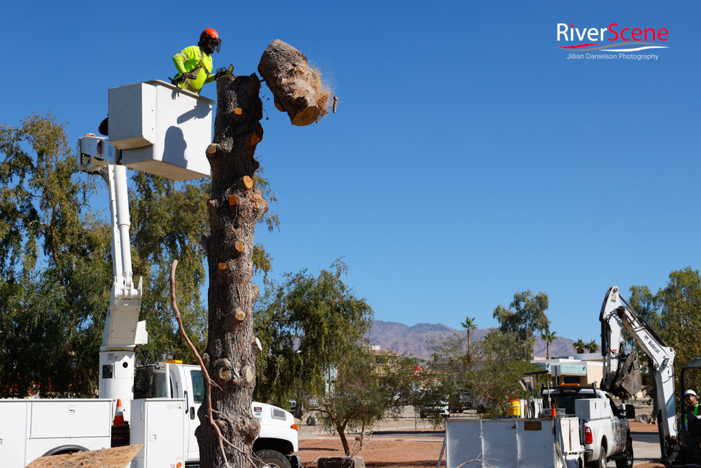 Christmas Tree Wheeler Park RiverScene Magazine Jillian Danielson Photography Havasu Pioneers Parks and Recreation Lake Havasu 