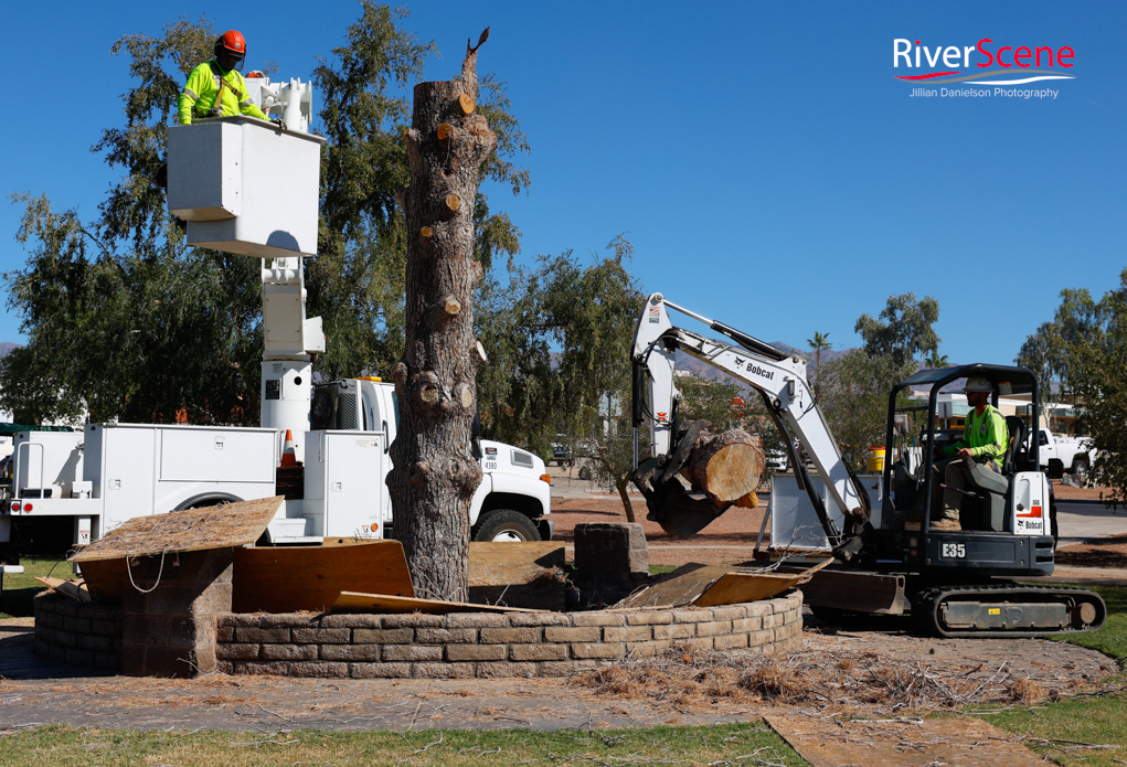 Christmas Tree Wheeler Park RiverScene Magazine Jillian Danielson Photography Havasu Pioneers Parks and Recreation Lake Havasu 