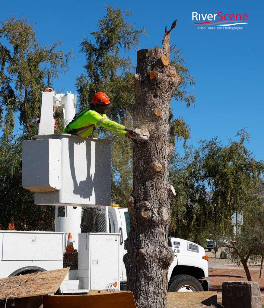 Christmas Tree Wheeler Park RiverScene Magazine Jillian Danielson Photography Havasu Pioneers Parks and Recreation Lake Havasu 