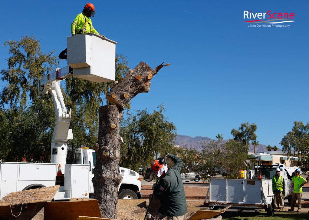 Christmas Tree Wheeler Park RiverScene Magazine Jillian Danielson Photography Havasu Pioneers Parks and Recreation Lake Havasu 