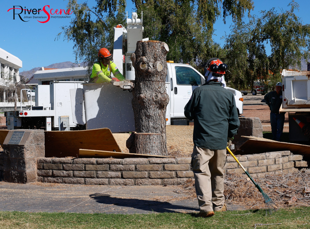 Christmas Tree Wheeler Park RiverScene Magazine Jillian Danielson Photography Havasu Pioneers Parks and Recreation Lake Havasu 