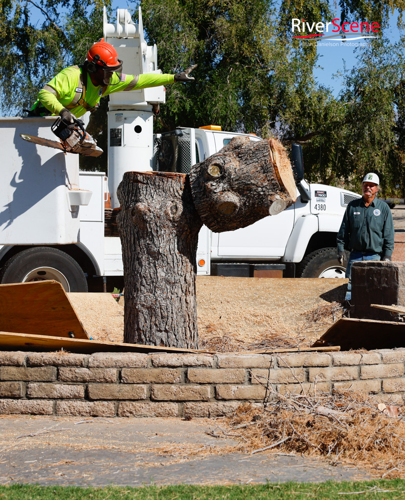 Christmas Tree Wheeler Park RiverScene Magazine Jillian Danielson Photography Havasu Pioneers Parks and Recreation Lake Havasu 