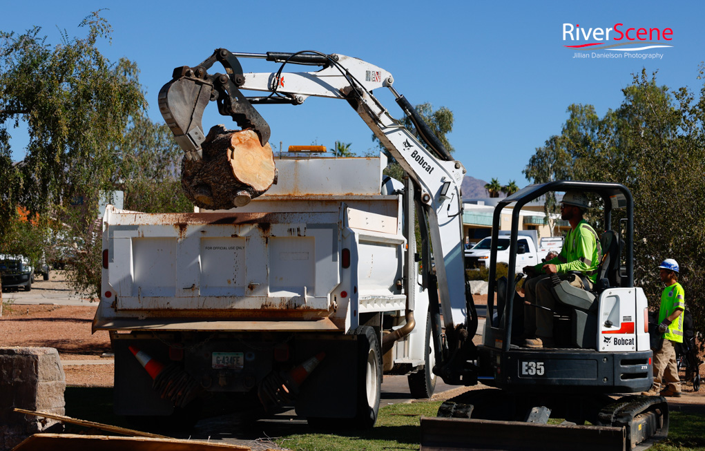Christmas Tree Wheeler Park RiverScene Magazine Jillian Danielson Photography Havasu Pioneers Parks and Recreation Lake Havasu 