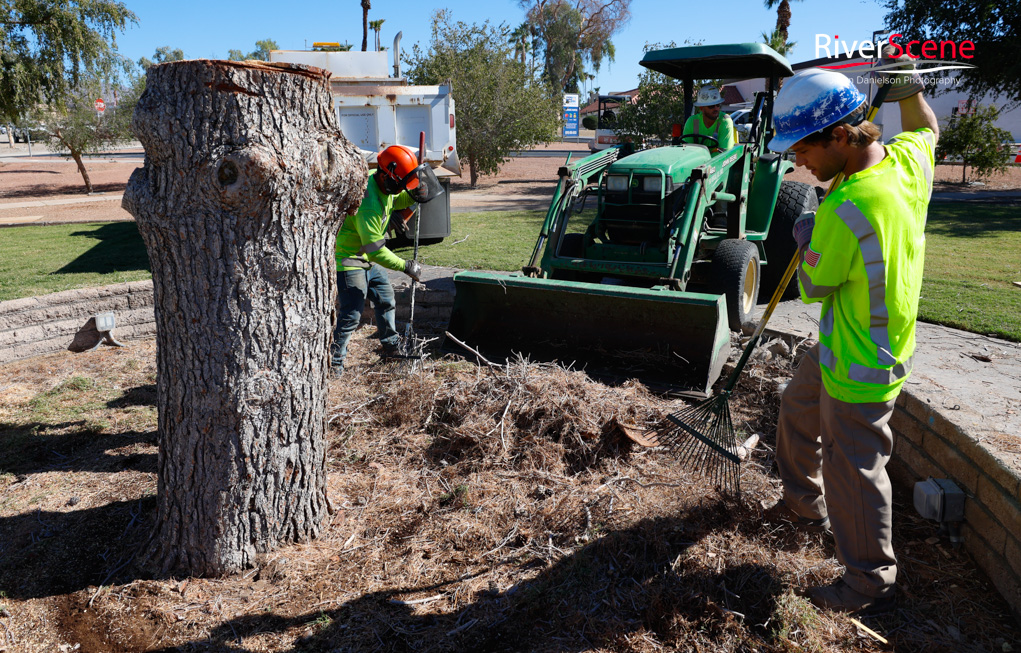 Christmas Tree Wheeler Park RiverScene Magazine Jillian Danielson Photography Havasu Pioneers Parks and Recreation Lake Havasu 