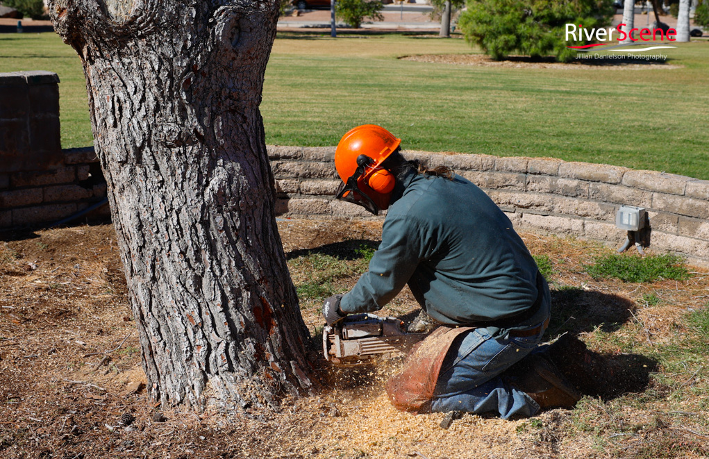 Christmas Tree Wheeler Park RiverScene Magazine Jillian Danielson Photography Havasu Pioneers Parks and Recreation Lake Havasu 