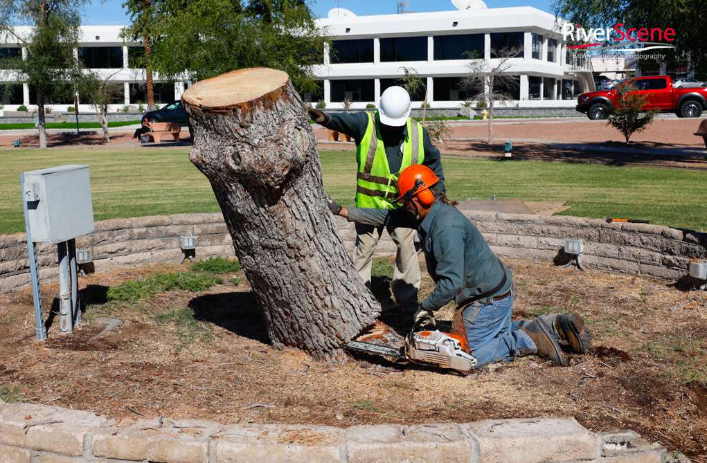 Christmas Tree Wheeler Park RiverScene Magazine Jillian Danielson Photography Havasu Pioneers Parks and Recreation Lake Havasu 