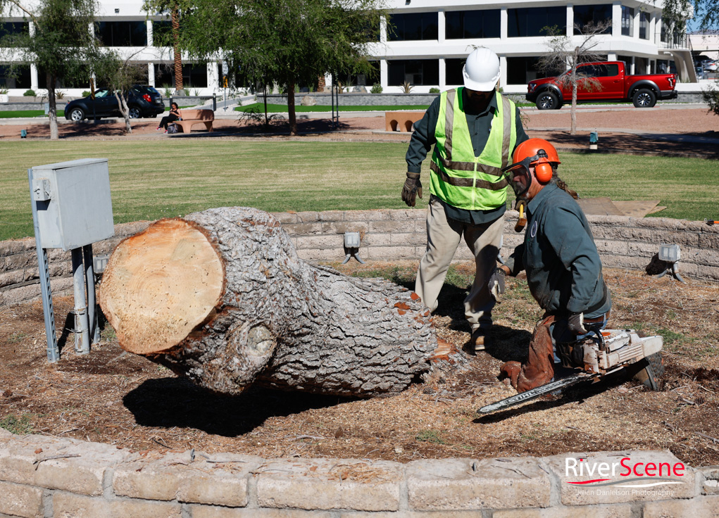 Christmas Tree Wheeler Park RiverScene Magazine Jillian Danielson Photography Havasu Pioneers Parks and Recreation Lake Havasu 