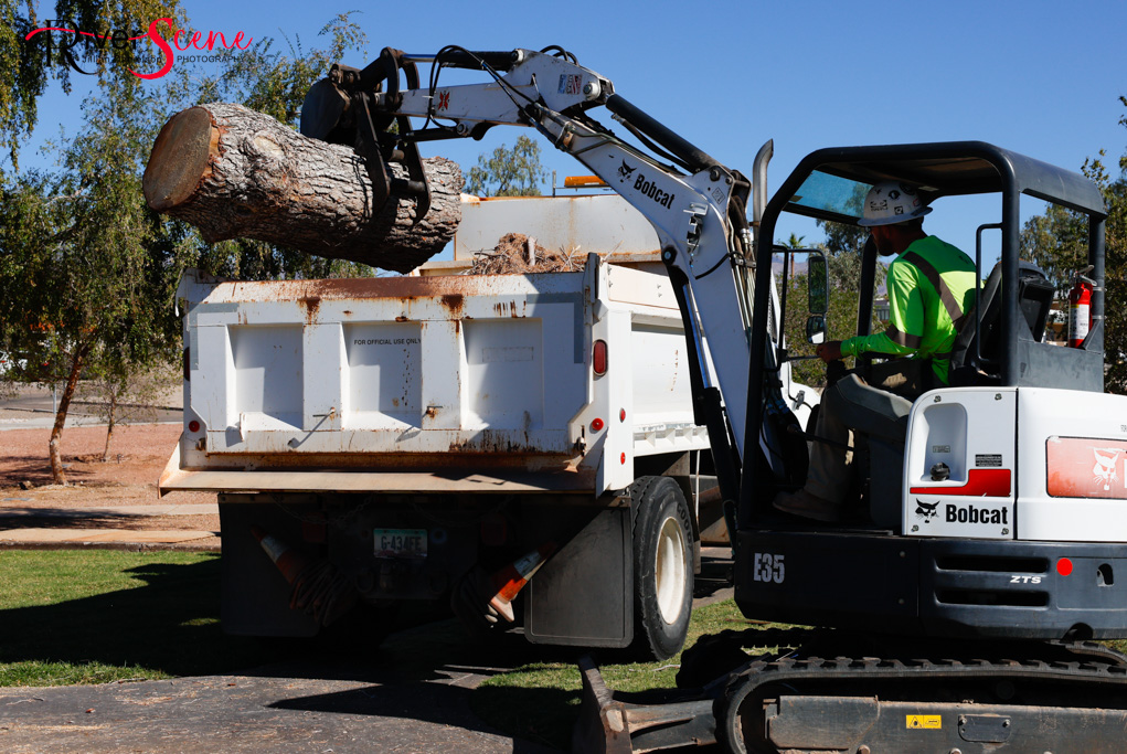 Christmas Tree Wheeler Park RiverScene Magazine Jillian Danielson Photography Havasu Pioneers Parks and Recreation Lake Havasu