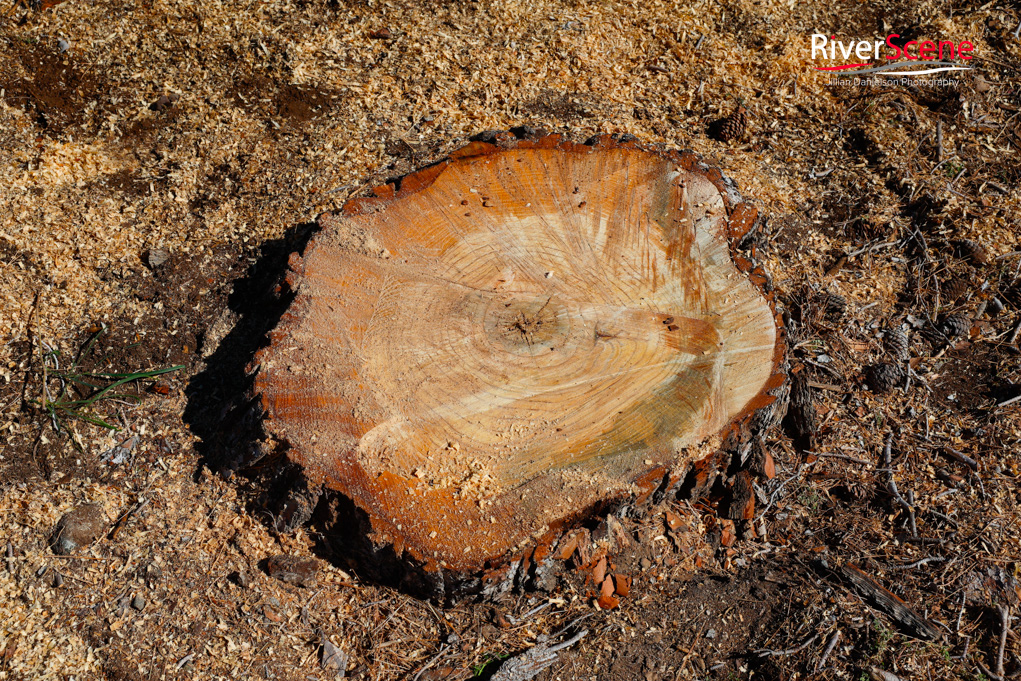 Christmas Tree Wheeler Park RiverScene Magazine Jillian Danielson Photography Havasu Pioneers Parks and Recreation Lake Havasu 
