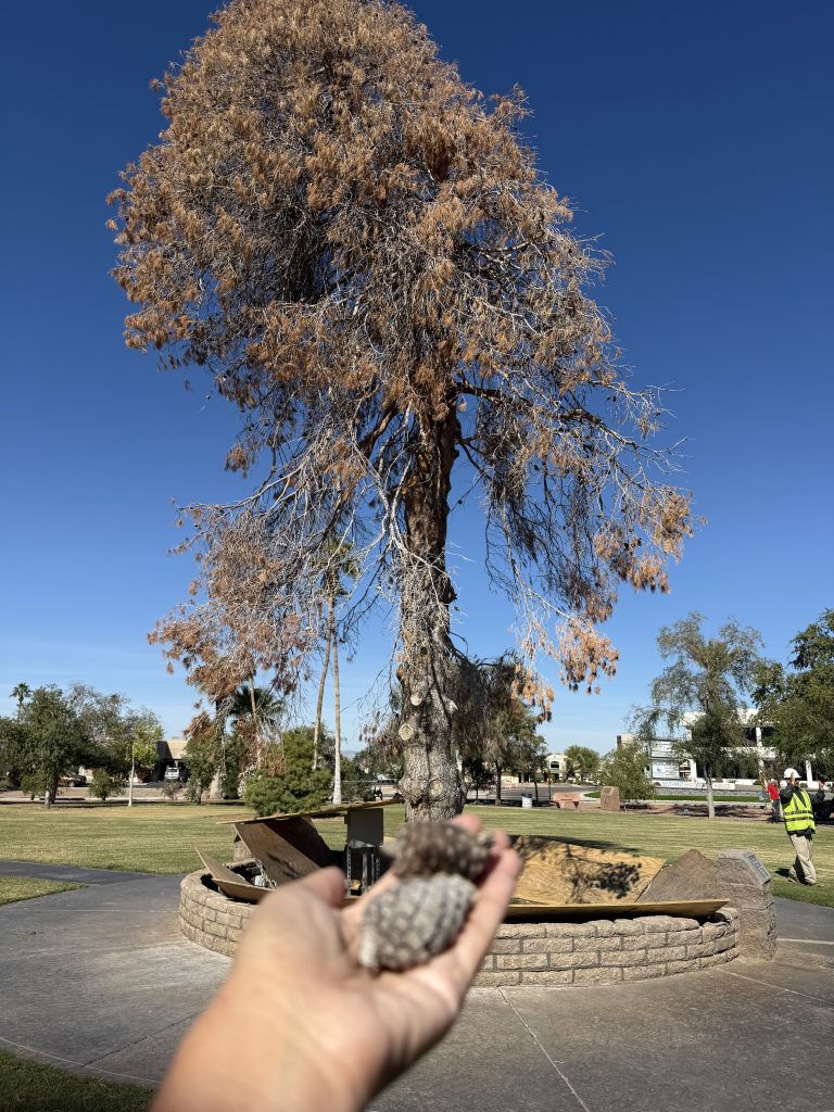 Christmas Tree Wheeler Park RiverScene Magazine Jillian Danielson Photography Havasu Pioneers Parks and Recreation Lake Havasu 