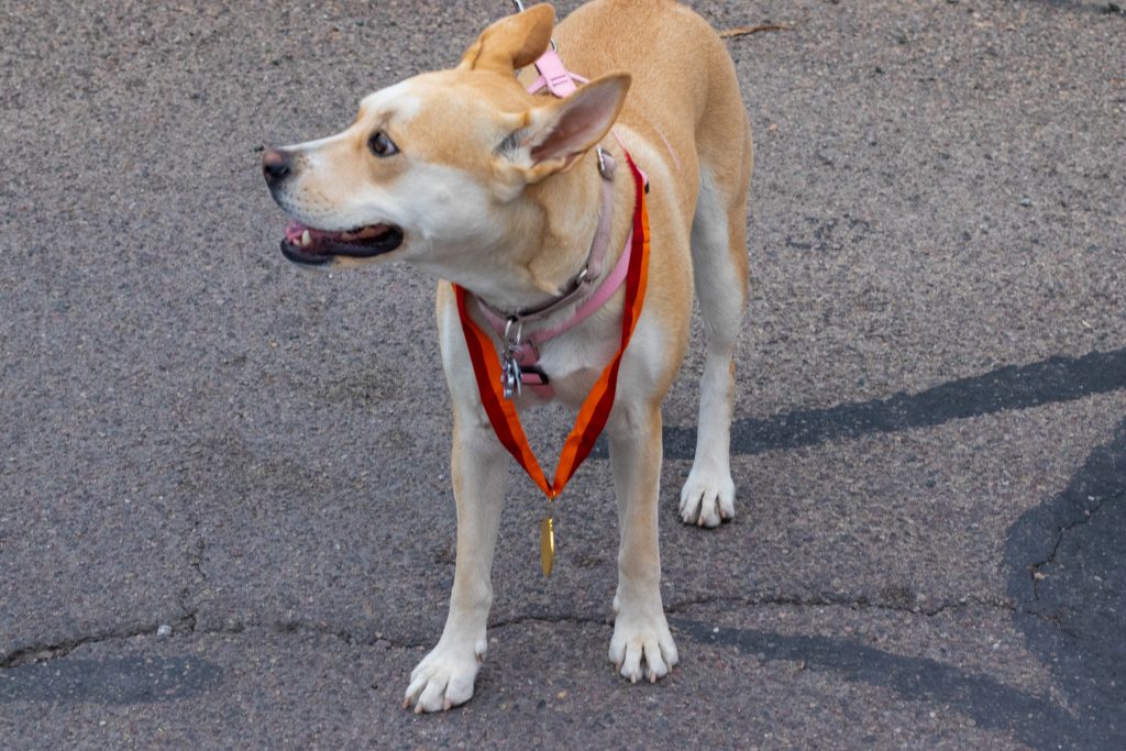 Turkey trot 2025 Lake Havasu 