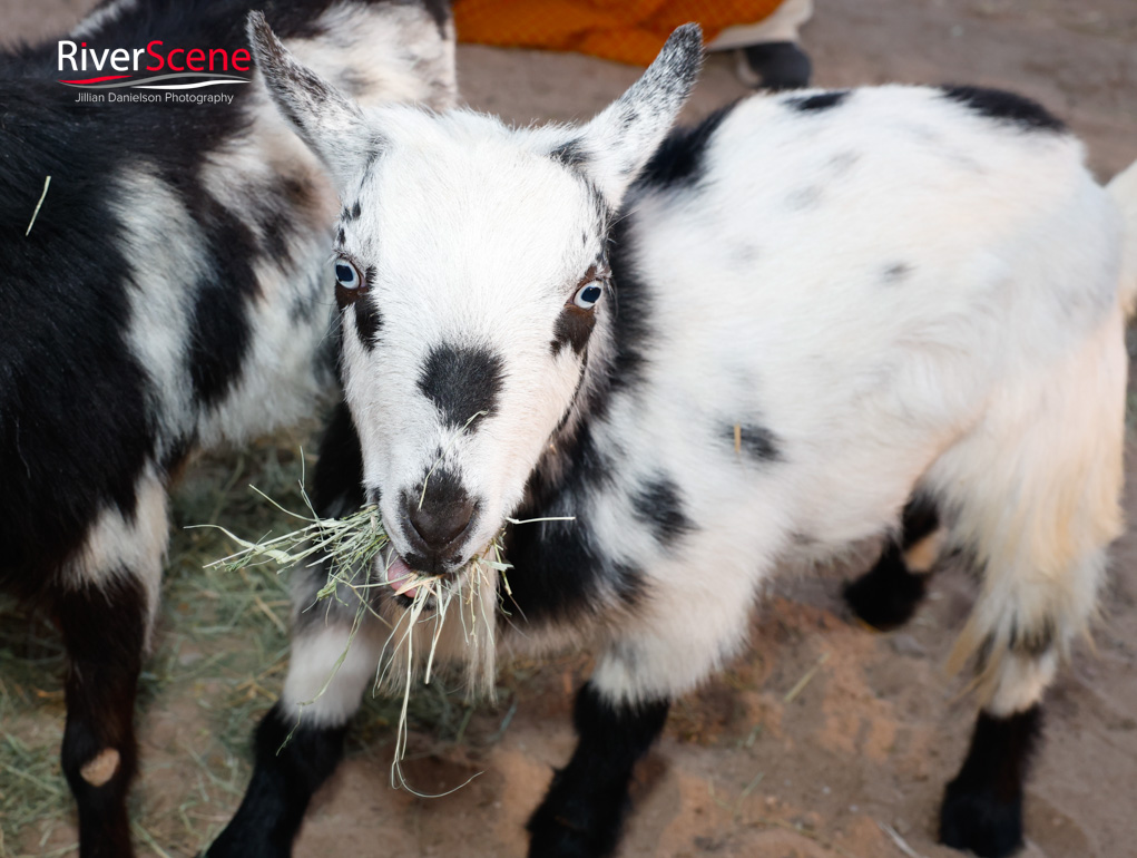 Drive through nativity 2025 calvary Lake Havasu