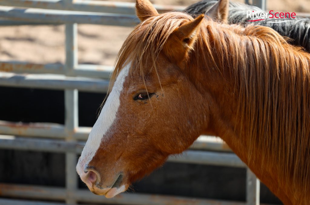GCPRA Rodeo Lake Havasu 