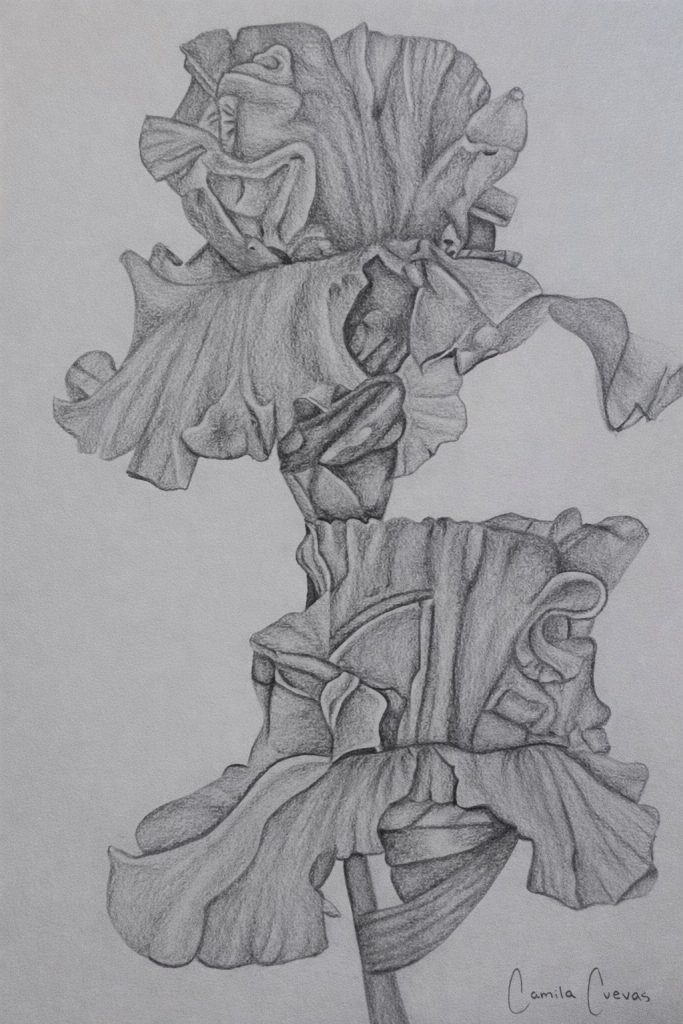 Camila Cuevas' Artwork