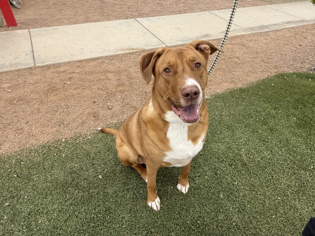 Lake Havasu Pet Owners Reminded To Practice Summer Safety