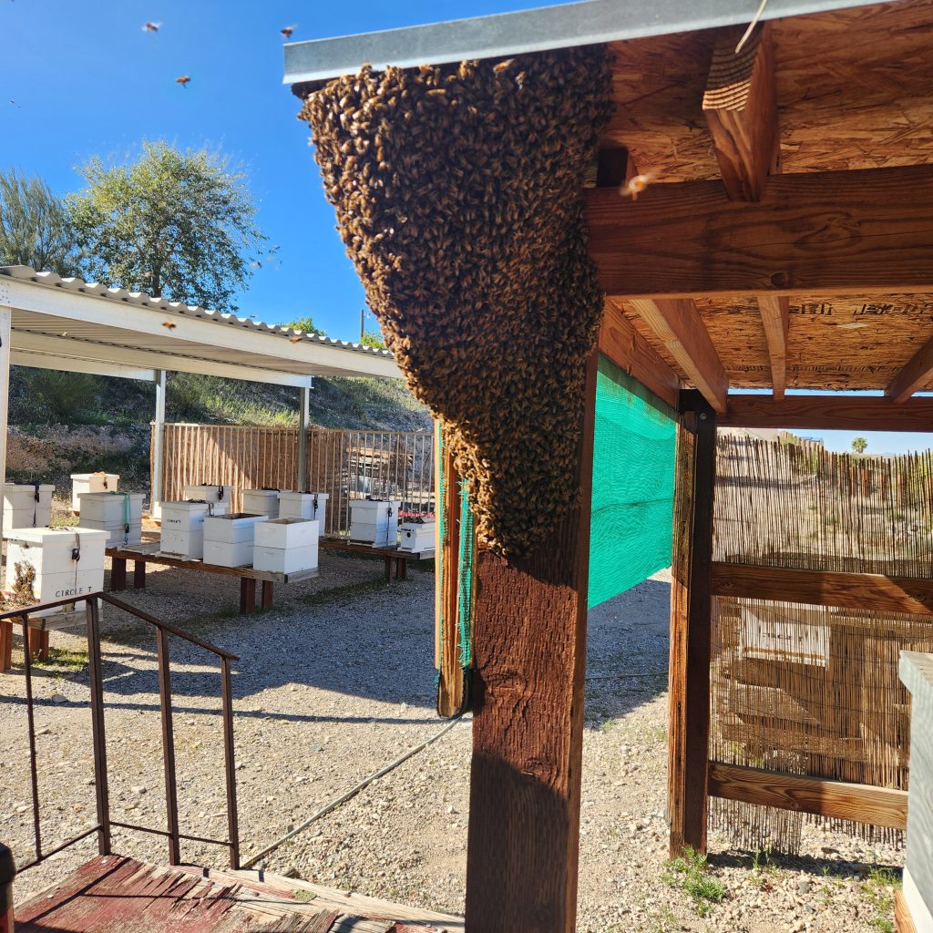 Circle T Honey